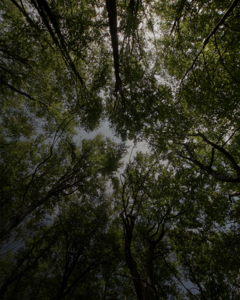 Foresta