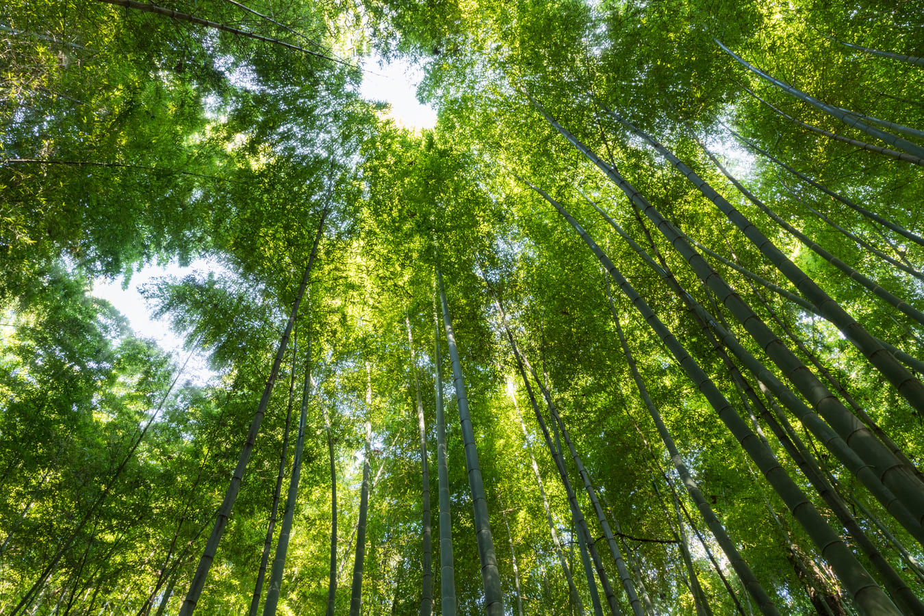 Foresta dal basso